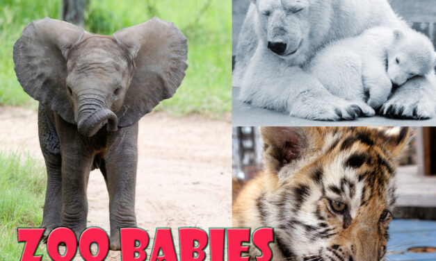 Zoo Babies – Switch International