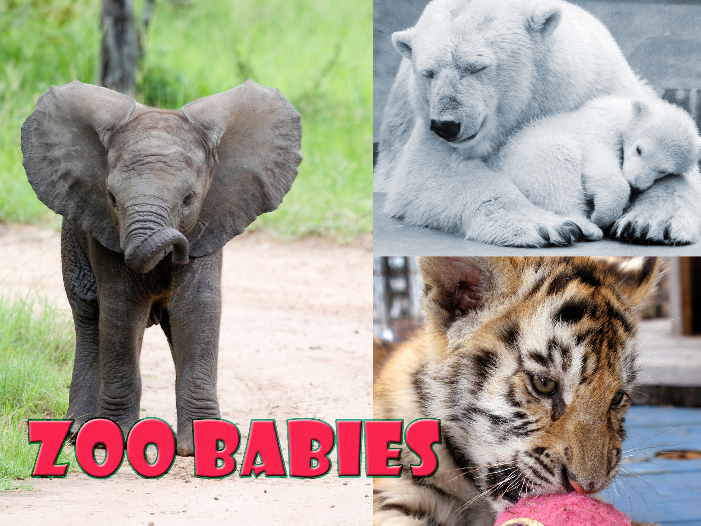 Zoo Babies – Switch International